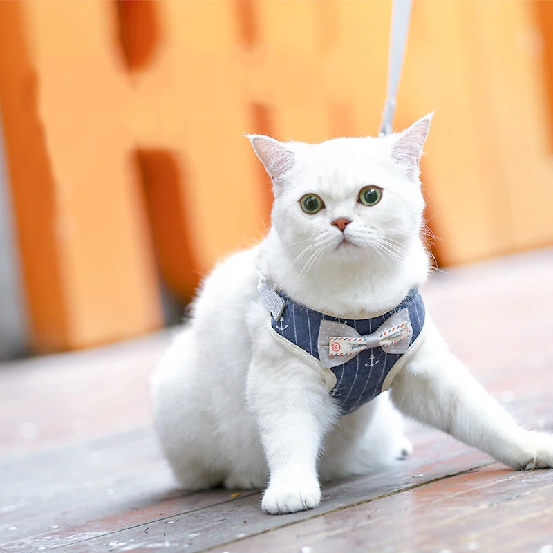 Arnés gentlemen - Gato pequeño usando el arnés