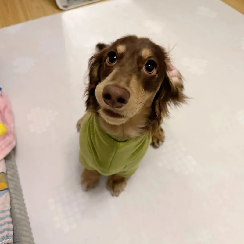 Ropa de otoño e invierno para perros Wiener, sudadera verde de lana para perros pequeños medianos de perro salchicha, abrigo cálido de 4 patas para perros salchicha - imagen 5