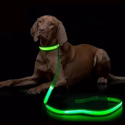Correa LED para perros – visibilidad nocturna segura