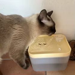 Fuente de agua para gatos, fuente para mascotas filtrada de gran capacidad de 2,5 L con bomba ultrasilenciosa para gatos, cachorros y hogares para mascotas múltiples