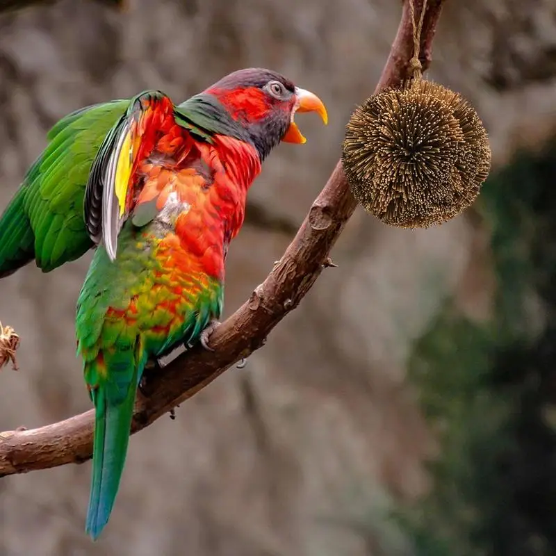 Bolas para masticar conejos, bolas de hierba hechas a mano para encías y dientes de mascotas, animales pequeños, juguetes para el cuidado Dental, conejos, Chinchilla, Guinea - imagen 2