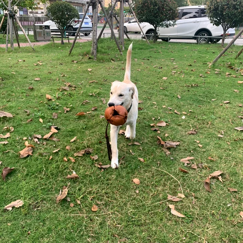 Pelota de cuero para entrenamiento de perros, juguete suave con mango para morder, recompensa para cachorros, suministros para mascotas - imagen 4