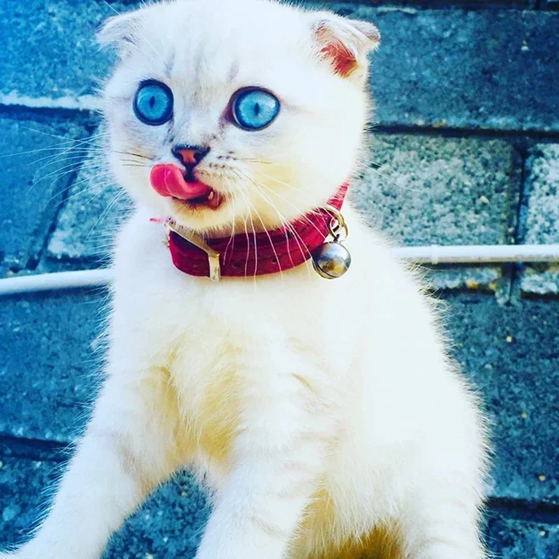 8 colores ajustables con Material de terciopelo suave producto para mascotas Collar para perro pequeño dije de corazón y campana Collar para gato elástico de seguridad - imagen 2