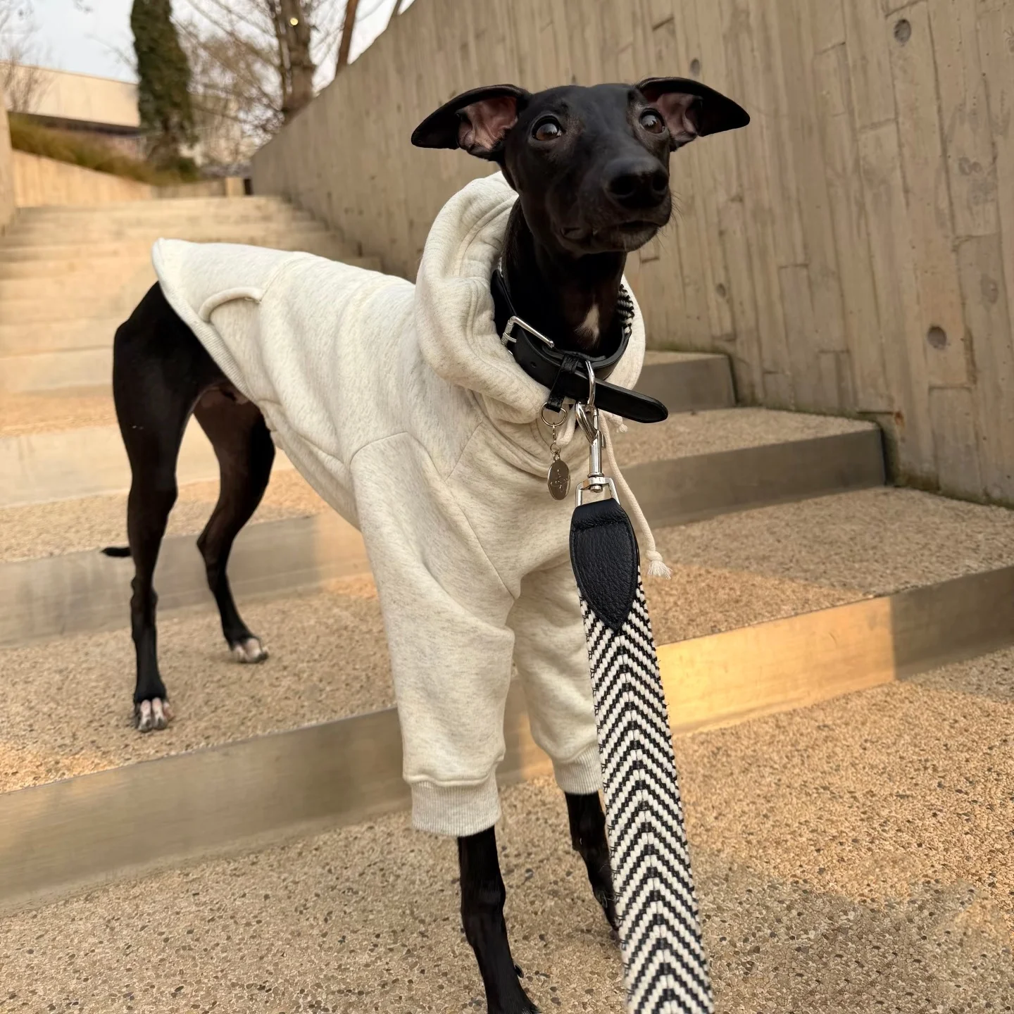 Sudadera con capucha manga larga gris para Galgo Italiano y Whippet - imagen 4