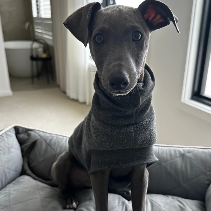 Chaleco de cuello alto para mascotas, ropa cálida de tela de alta calidad, Galgo Italiano, gris, pequeño, mediano, grande, Otoño e Invierno - imagen 5