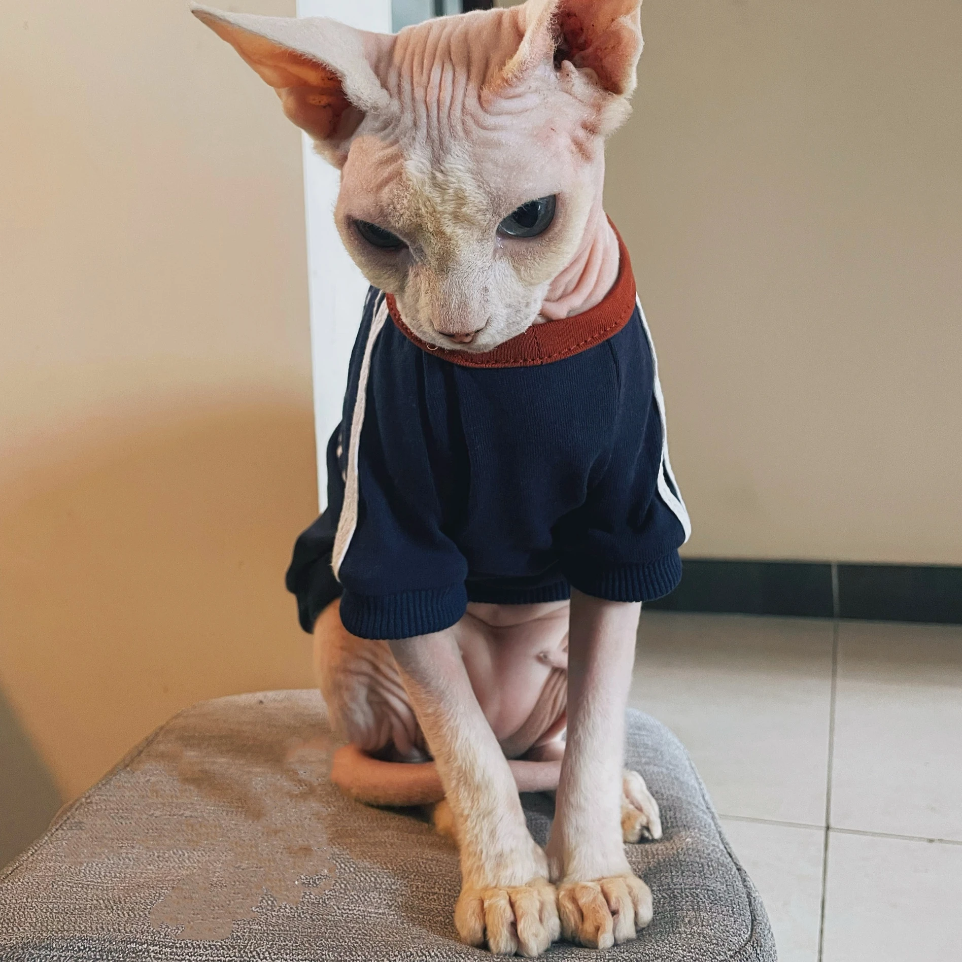 Abrigo de algodón con alfabeto azul para gato masculino en otoño, sudadera de manga larga con dibujos animados para gato Sphynx, camiseta de primavera para perros Devon - imagen 4