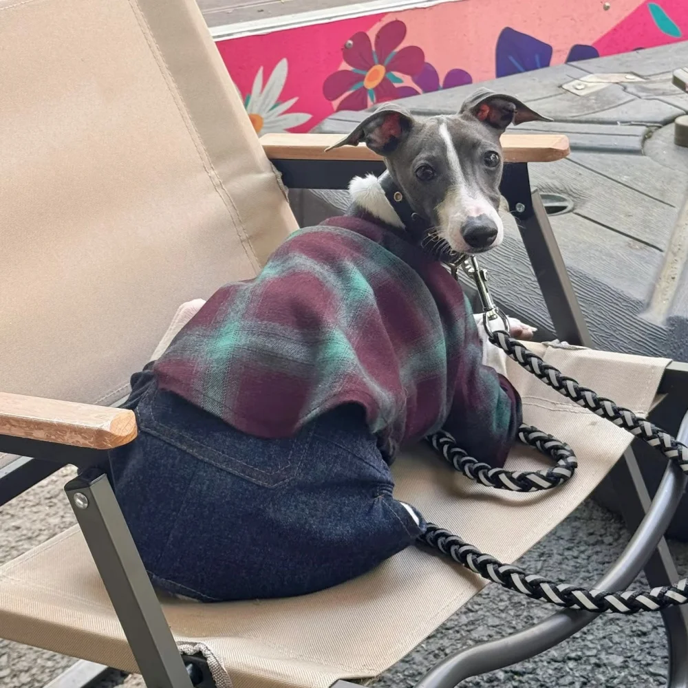 Elegante camisa de cuadros clásica con solapa para whippet en primavera abrigo de algodón suave estilo british college para galgo italiano en otoño - imagen 4