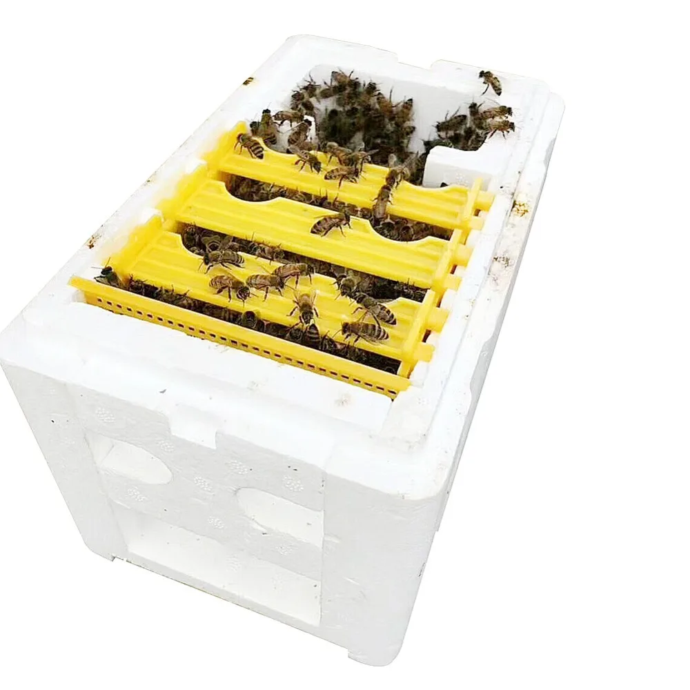 Caja de polinización de espuma para cría de abejas reina, colmena, herramienta de apicultura, caja de espuma para cría de abejas, Kit de equipo de apicultura, 1 Juego