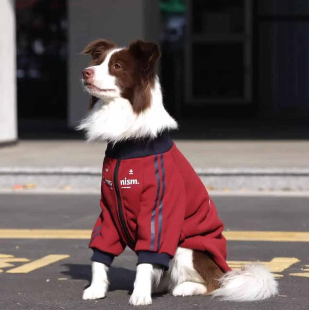 Abrigo impermeable para Bulldog Francés – Cálido y resistente al frío - imagen 3