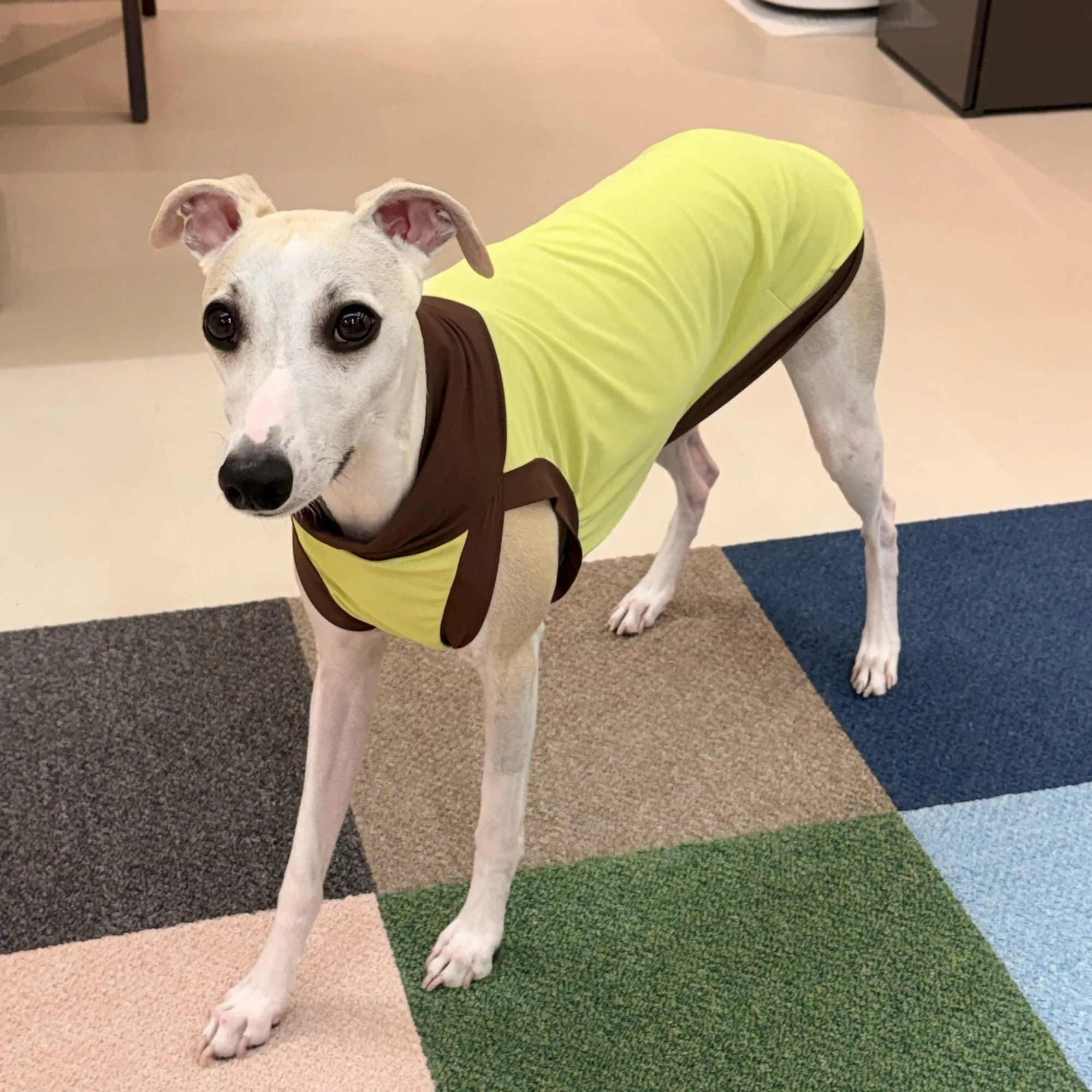 Chaleco protección solar UPF50+ para galgo, whippet y Bedlington - imagen 2