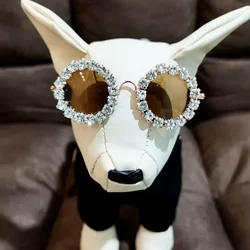 Gafas de sol para perros – accesorio fotográfico