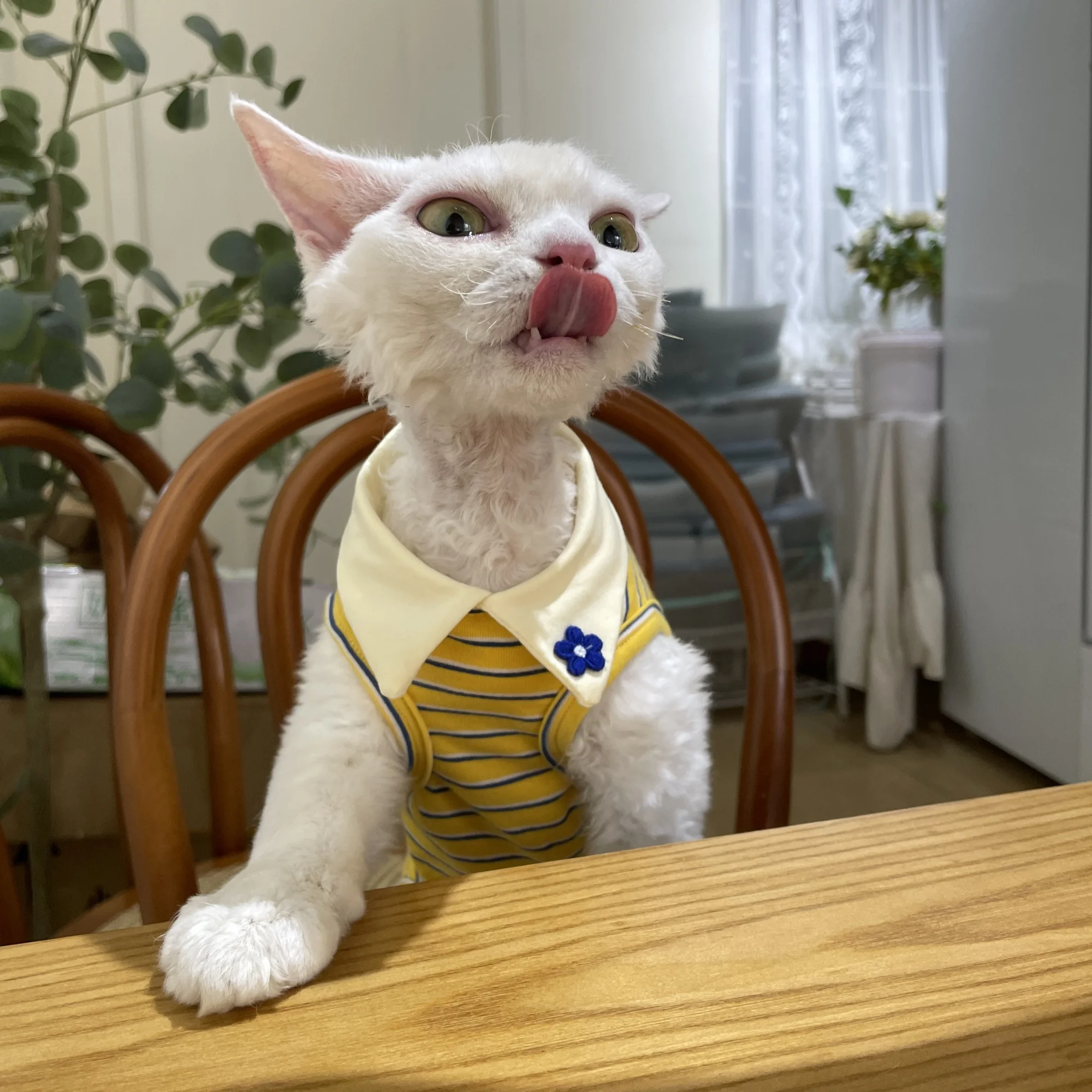 Polo de algodón de manga corta de cuatro patas para gato esfinge en verano, camiseta de manga de rayas dulces amarillas para gatitos en primavera - imagen 4