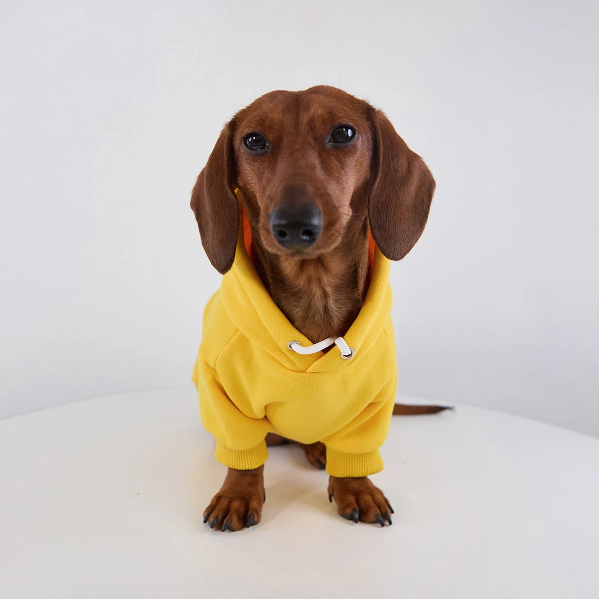 Chaqueta forro polar con capucha perros Dachshund, pequeños y medianos - imagen 2