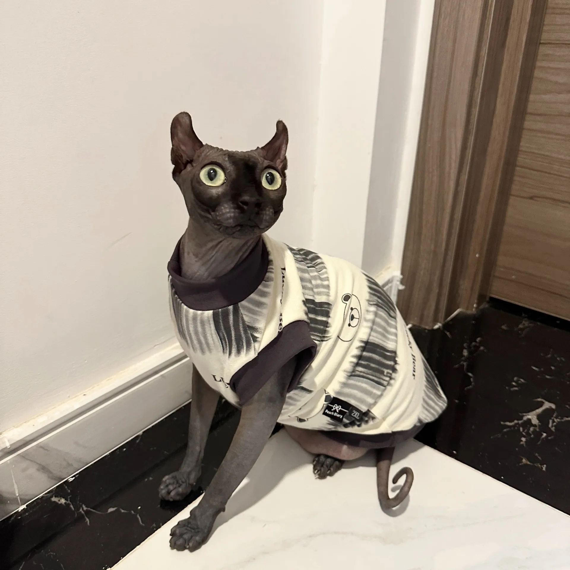 Camiseta de algodón de manga corta gris suave para Devon Rex en pijamas de dibujos animados de verano para gato Sphynx en primavera lindo chaleco para gatitos - imagen 5