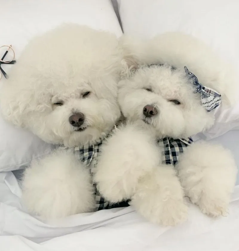 Camisas a cuadros Ins, ropa para mascotas, pijamas para perros, ropa para perros y gatos, disfraz con estampado de gatito pequeño, regalo bonito de verano de color caqui y Yorkshire - imagen 4