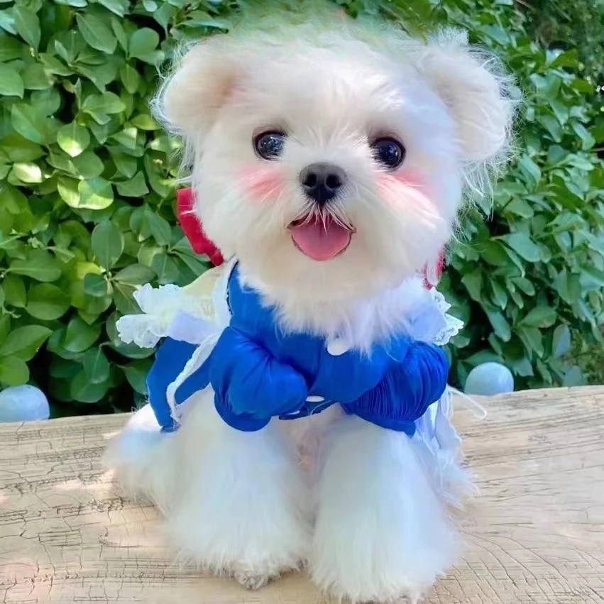 Vestido con lazo grande para mascotas, ropa para perros y gatos, vestido de princesa para mascotas, oso de peluche, ropa para cachorros pequeños de primavera y verano para perros pequeños - imagen 5