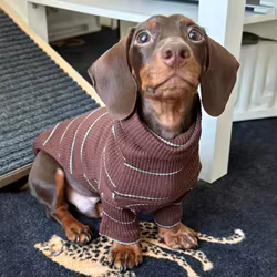 Ropa para perros Dachshund de 2 patas a rayas marrones, suéter elástico cálido para ropa para perros Wiener, disfraces de primavera para salchichas