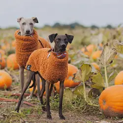 Suéter de lana naranja para perros Whippet, galgo húngaro y español