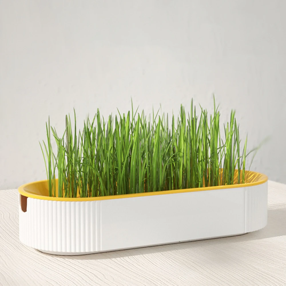 Plato de brotes para Gato, maceta para cultivo, planta hidropónica, hierba para Gato, germinación, digestión, plato de inicio, caja de cultivo de invernadero sin semillas - imagen 5