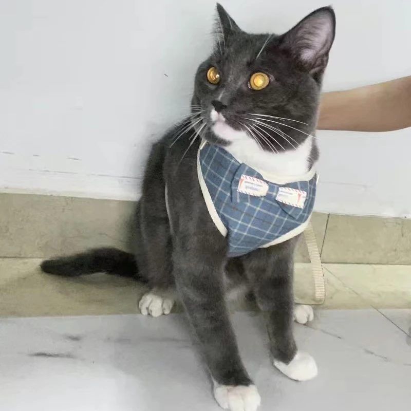 Arnés gentlemen - Gato activo durante paseo