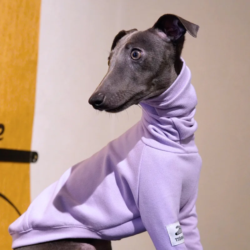 Ropa púrpura de 2 patas de Galgo Italiano, ropa de Whippet elástica suave, pijamas de algodón cálido para perros, otoño e invierno, moda - imagen 3
