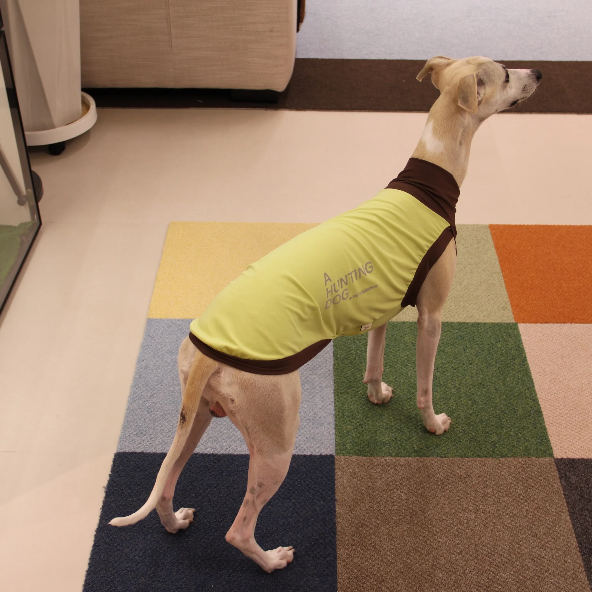 Chaleco protección solar UPF50+ para galgo, whippet y Bedlington - imagen 4
