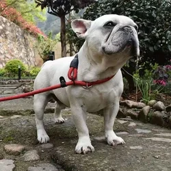 Collar y correa reflectantes para perros pequeños – Bulldog Francés y Corgi