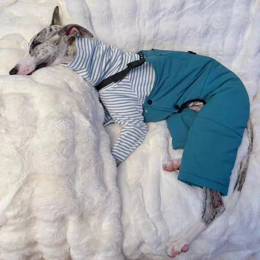 Mono cargo grueso para Galgo Italiano y Whippet – Otoño invierno