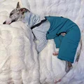 Blue Bib Pant