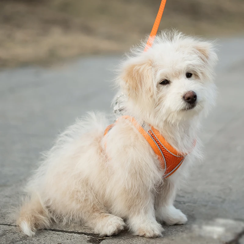 Chaleco transpirable para perros para mascotas, faja pectoral, correas traseras, previene el ruptura, exclusivo para uso en exteriores, reflexión nocturna ajustable - imagen 3