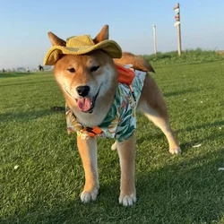 Gorra de pana para perros pequeños – Orificios en orejas