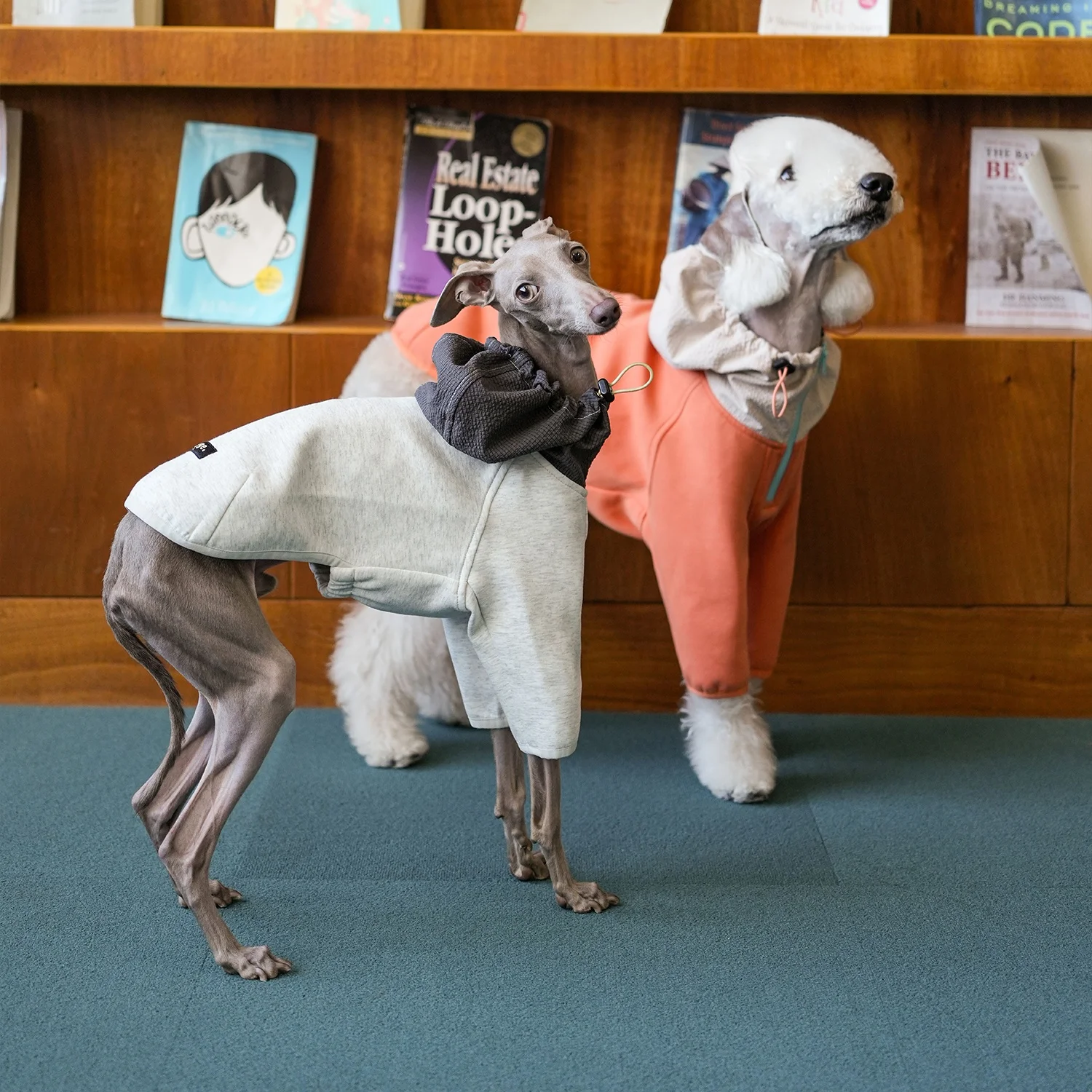 Ropa para perros Sudadera gris de invierno suave y esponjosa de algodón de algodón de aire cálido para Bedlington Chaqueta con capucha con cremallera de dos patas naranja de otoño para galgo italiano Moda amarilla Mang - imagen 4