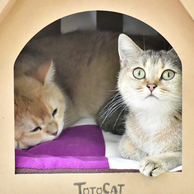 Salón rascador para gatos para interior, juguete rascador de cartón para gatos, casa de papel para gatos con almohadillas para rascar - imagen 2