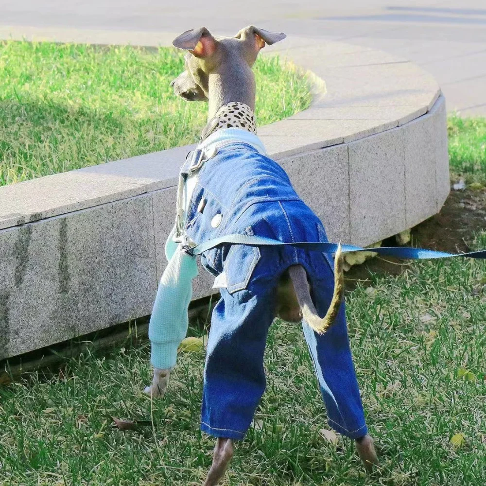 Ropa para mascotas Pantalones de transporte de mezclilla delgada azul ajustable para perros medianos Abrigo blanco de primavera de 4 patas para Italia Greyhound Wellingtonian - imagen 3
