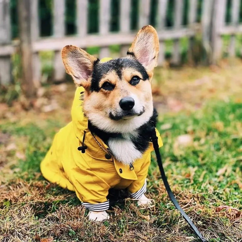 Chubasquero de moda para perros, impermeable, chaqueta, abrigo a prueba de viento para perros pequeños, medianos y grandes, ropa de moda para mascotas