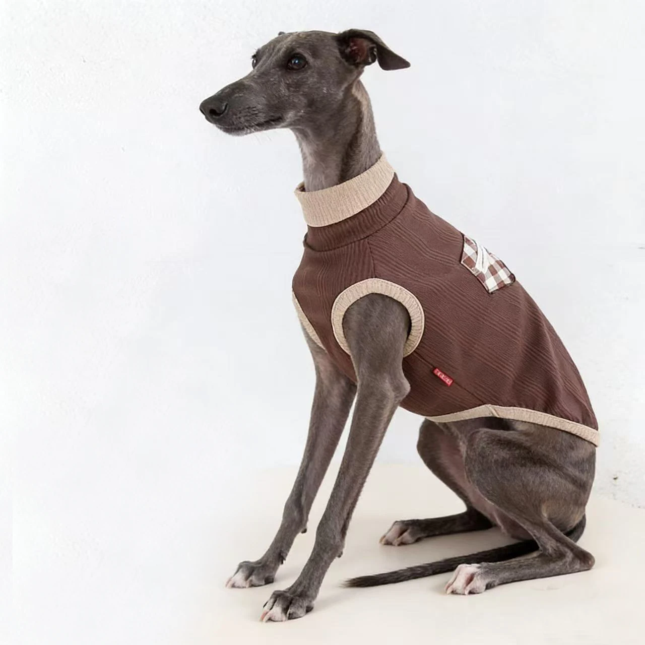 Camiseta negra algodón para Galgos Italianos - Ropa primavera - imagen 2
