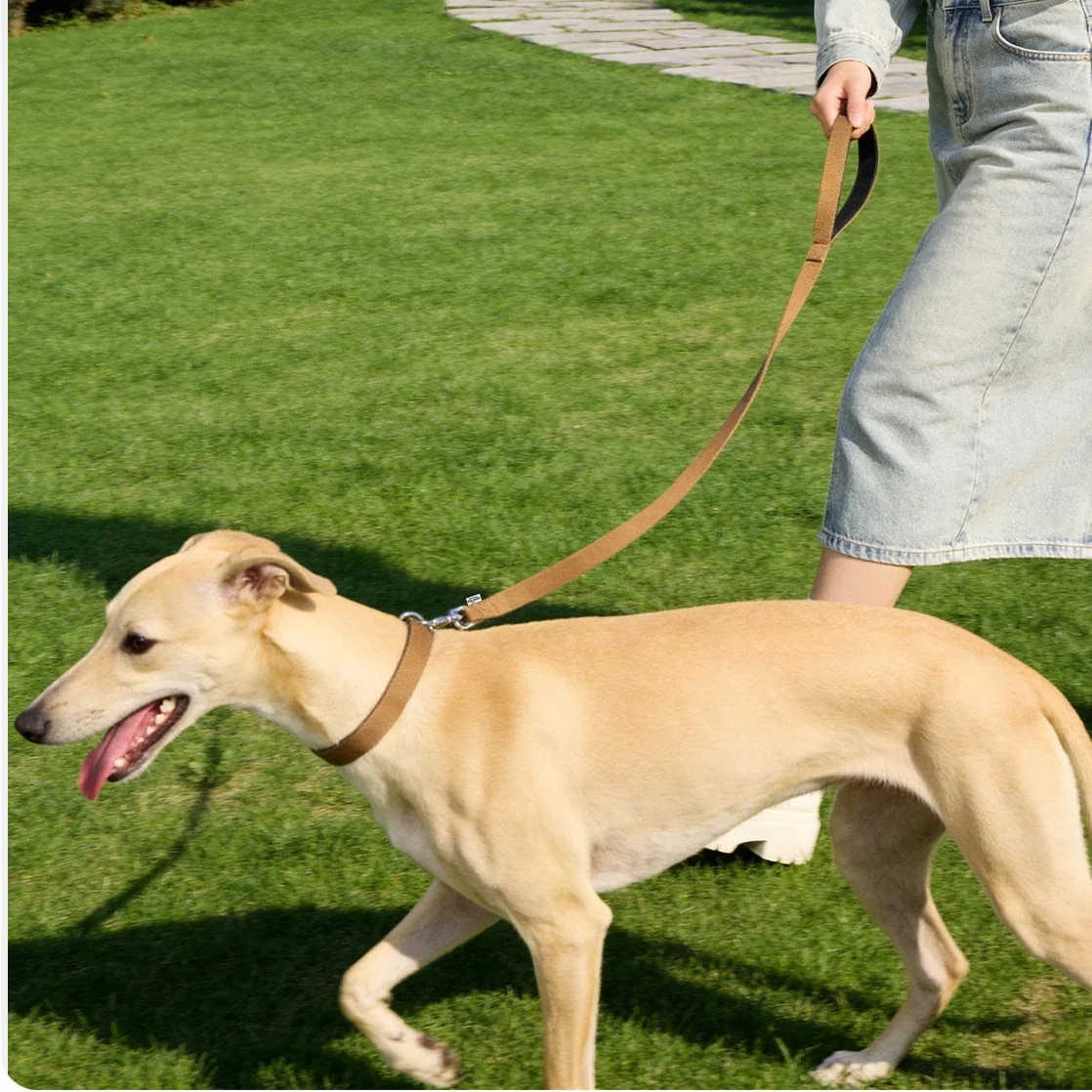 Conjunto collar y correa para perros - algodón con mango acolchado - imagen 5