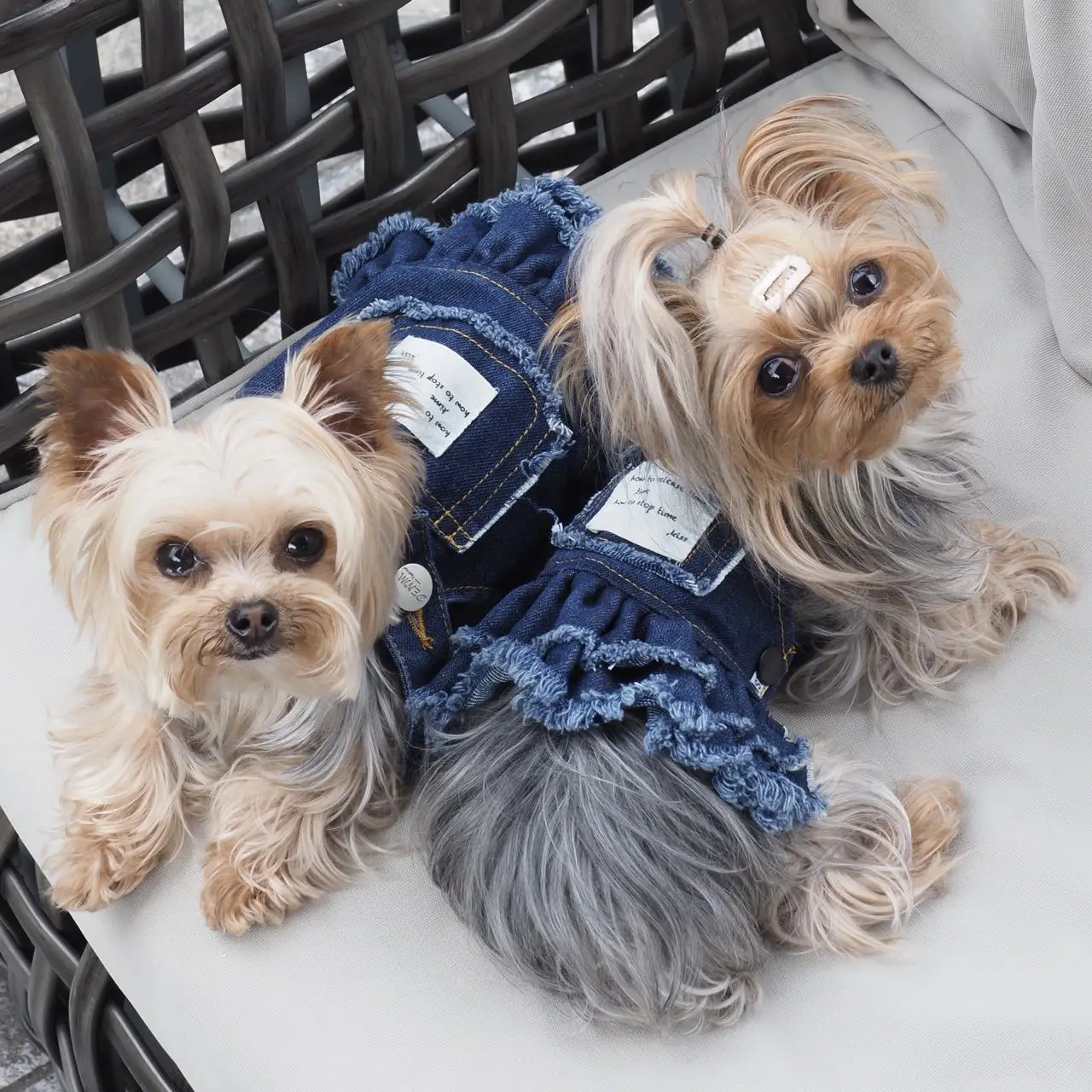 Ropa de verano para perros, pantalones vaqueros con sombrero, vestido para perros, estilo INS, ropa para perros pequeños y niñas, traje para parejas de mascotas, disfraz para cachorros, monos - imagen 2