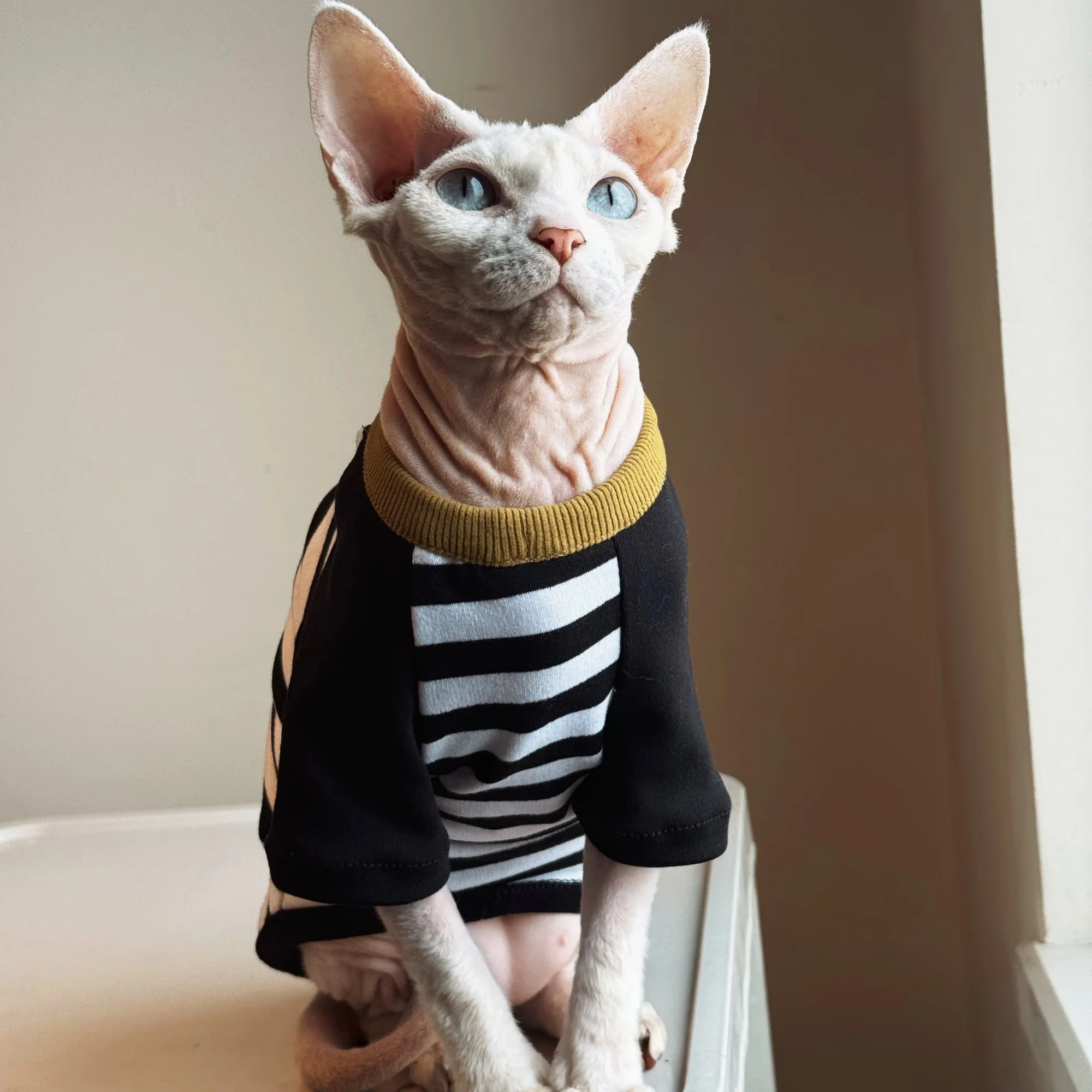 Camiseta de algodón rayas blancas y negras para gatos Sphynx Devon Rex - imagen 2