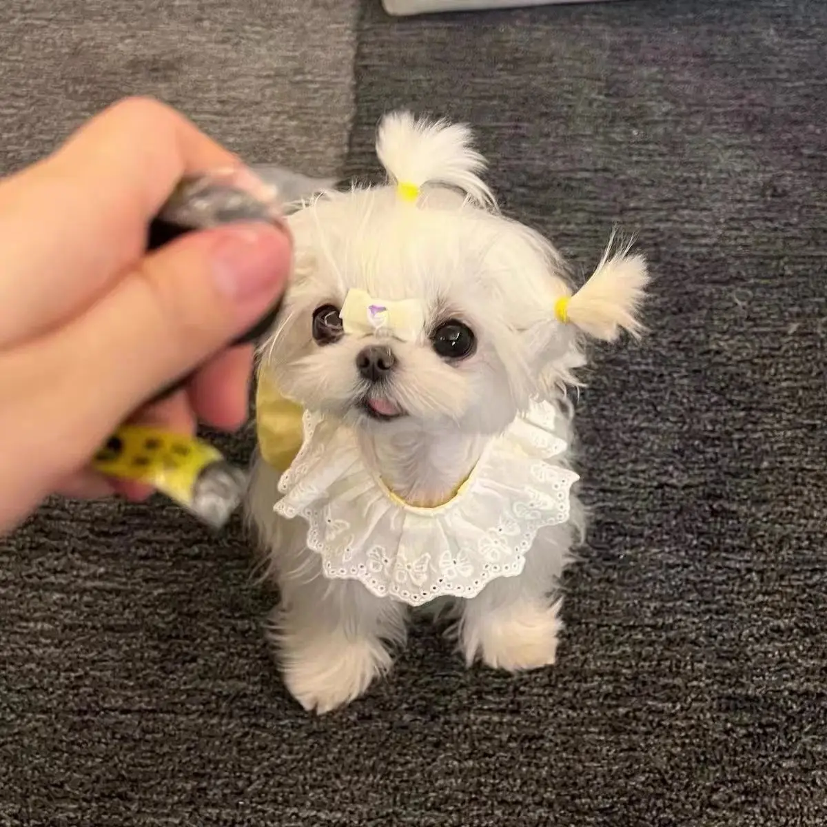 Vestido con cuello de encaje para mascotas, vestido bonito de estilo princesa de color caramelo para gatos y perros, chaleco de verano, Top fino, primavera y verano - imagen 4