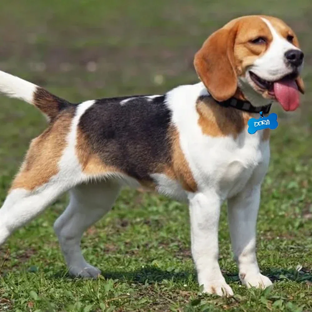 Etiqueta de perro de hueso, etiquetas de identificación para perros pequeños, nombre grabado gratis, etiqueta para cachorros y gatos, etiquetas colgantes para Collar antipérdida para mascotas, accesorios para mascotas - imagen 5
