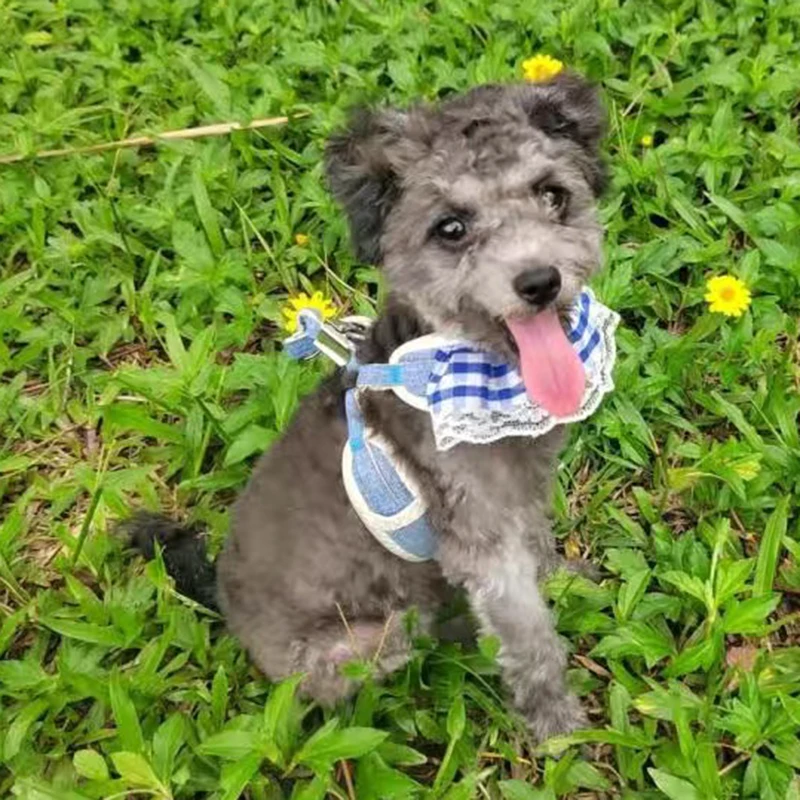 Arnés y Bandana 2 en 1 para perros pequeños, conjunto de correa para perros y gatos, Chihuahua, Yorkshire y cachorros - imagen 5