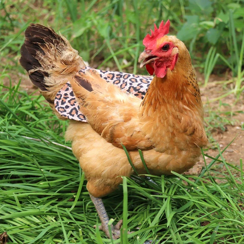 Delantal de gallina ajustable, sillín de gallina de doble capa, soporte de protección de plumas de aves de corral, vestido de gallina, suministros para animales de granja, ropa para mascotas - imagen 3