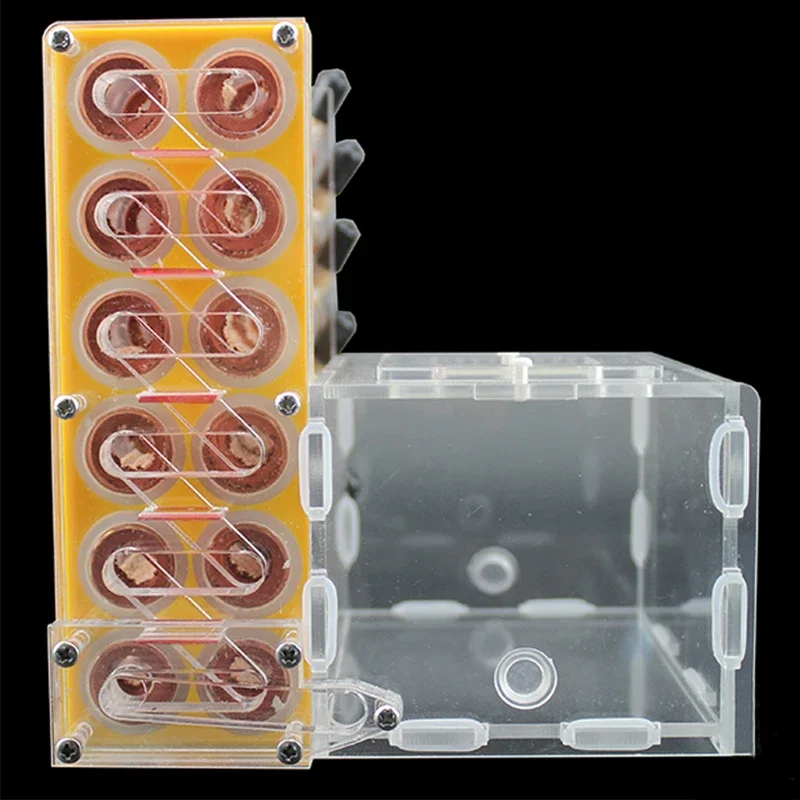 12 Uds. Tubo de ensayo de bambú, nido de hormigas con área de caza, granja de hormigas acrílicas, casa de hormigas, perrera, antill para mascotas, taller, insecto, Castillo de Hotel - imagen 3