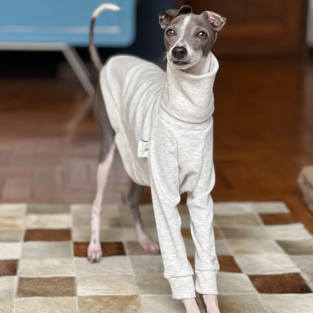 Camiseta gris claro elástica de algodón con cuello alto para Little Greyhound Whippet, mangas con volantes, abrigo de primavera, disfraz dulce para perro medio - imagen 3