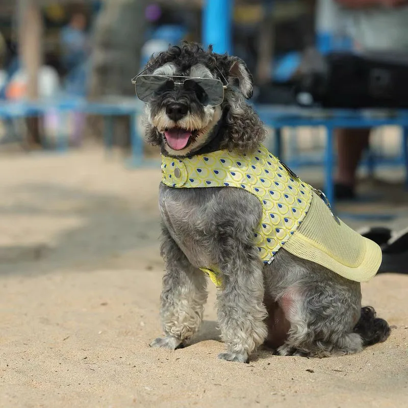Conjunto de correa de arnés para perro de lujo, chaleco refrescante para perro de verano para Schnauzer maltés, arnés de malla transpirable ajustable para caminar al aire libre - imagen 4
