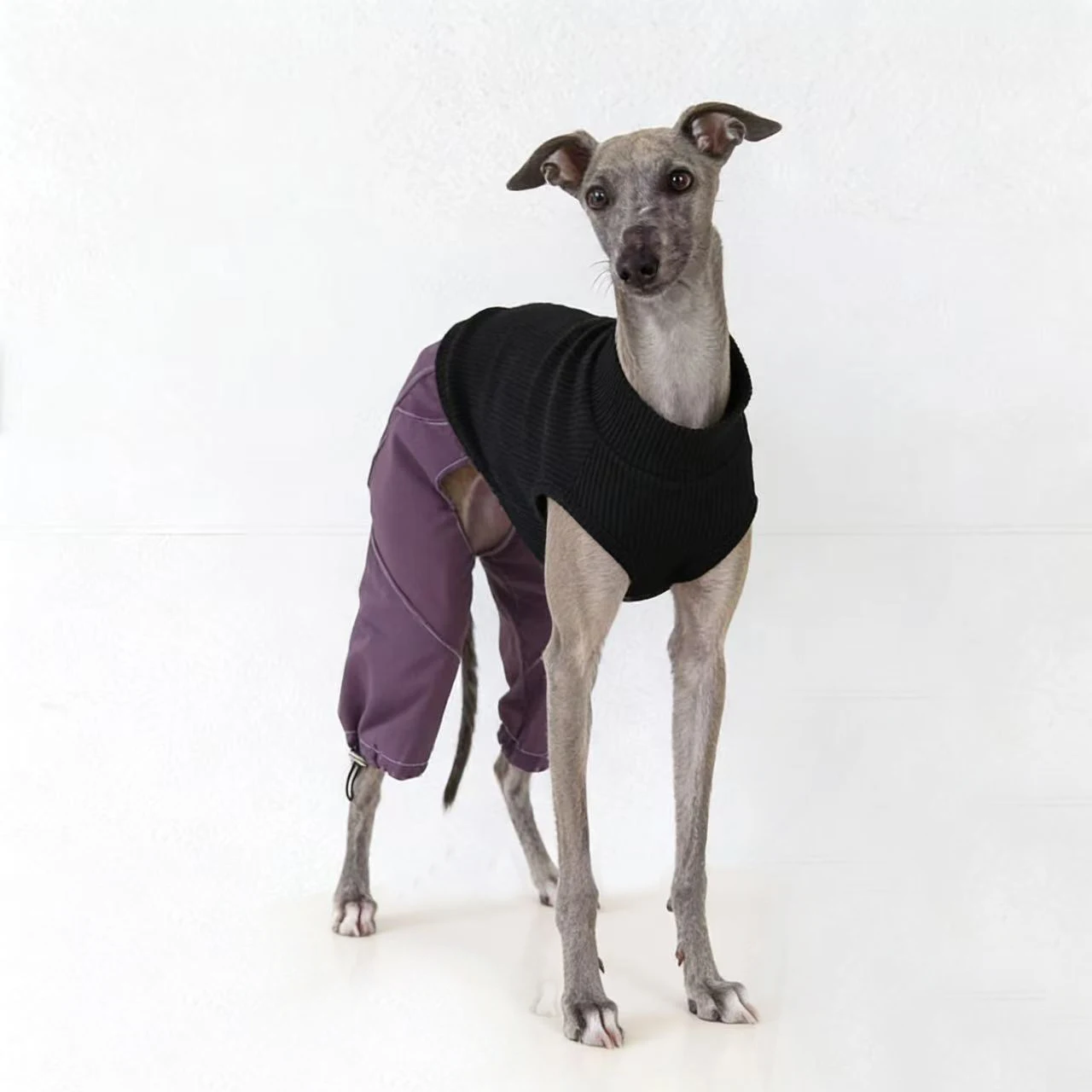 Pijama de algodón para Whippet y Galgo Italiano - imagen 4