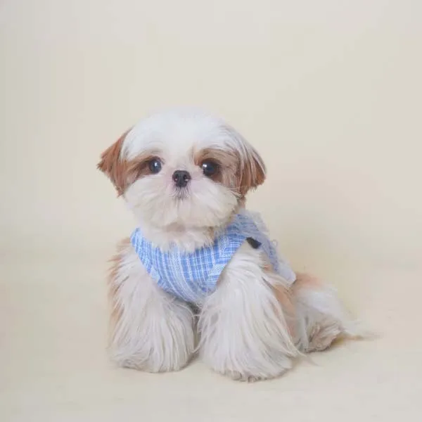 Chaleco con lazo de encaje a cuadros para mascotas, vestido transpirable para perros pequeños, Schnauzer, Teddy, ropa para cachorros pequeños - imagen 4