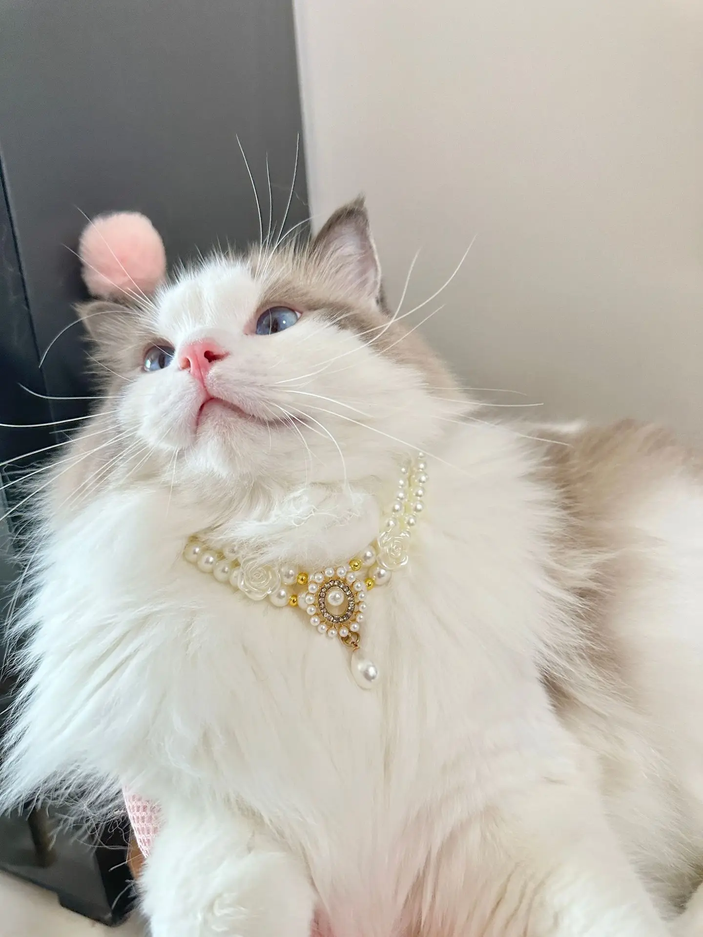 Collar de perlas de gato y perro de lujo con colgante de diamante para gatos, perros, cachorros, disfraz de boda, accesorios de joyería de cristal para mascotas - imagen 5