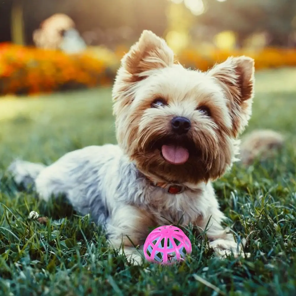 Un perro pequeño con una bola rosa frente a